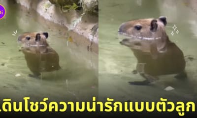คลิปวิดีโอคาปิบาร่า หมามะพร้าว เดินย่องในน้ำ