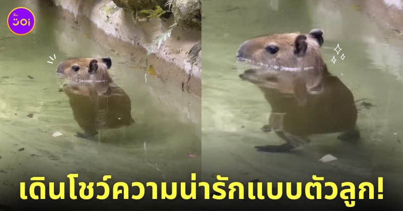 คลิปวิดีโอคาปิบาร่า หมามะพร้าว เดินย่องในน้ำ