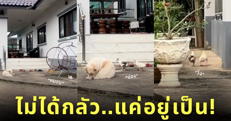 คลิปน้องเป็ดแสนรู้เดินผ่านหมา TikTok