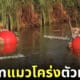 คลิปวิดีโอน้องเสือมารวยกอดลูกบอลเล่นน้ำ