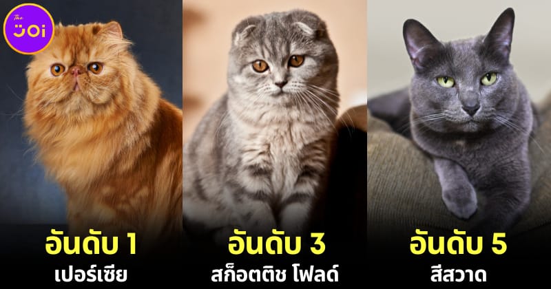 ปก 10 อันดับสายพันธุ์แมวที่คนไทยนิยมเลี้ยงมาหที่สุด 2024