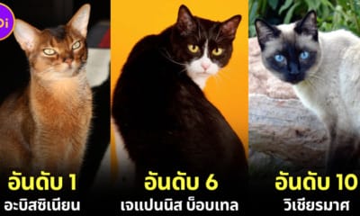 ปก 10 อันดับสายพันธุ์แมวที่ฉลาดที่สุดในโลก 2024