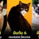 ปก 10 อันดับสายพันธุ์แมวที่ฉลาดที่สุดในโลก 2024