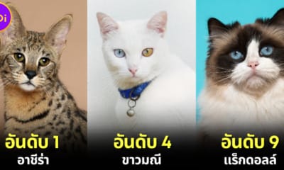 ปก 10 อันดับสายพันธุ์แมวที่แพงที่สุดในโลกประจำปี 2024