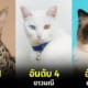 ปก 10 อันดับสายพันธุ์แมวที่แพงที่สุดในโลกประจำปี 2024
