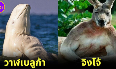 ปก 14 สัตว์โลกน่ารักที่มีกล้ามโตเป็นมัด ๆ (Myostatin) แบบไม่ต้องใช้ AI
