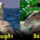 ปก 14 สัตว์โลกน่ารักที่มีกล้ามโตเป็นมัด ๆ (Myostatin) แบบไม่ต้องใช้ AI
