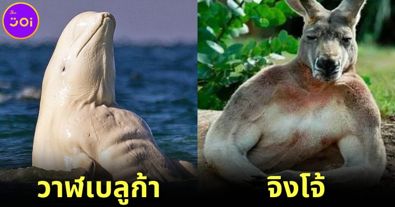 ปก 14 สัตว์โลกน่ารักที่มีกล้ามโตเป็นมัด ๆ (Myostatin) แบบไม่ต้องใช้ AI
