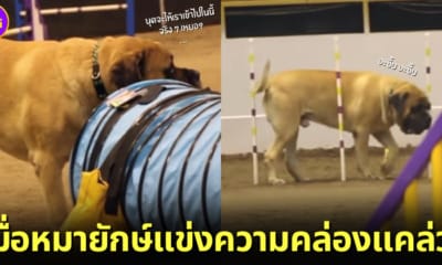ปก 2 สุนัขพันธุ์อิงลิช มาสทิฟฟ์ แข่ง Dog Agility