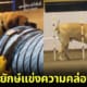 ปก 2 สุนัขพันธุ์อิงลิช มาสทิฟฟ์ แข่ง Dog Agility