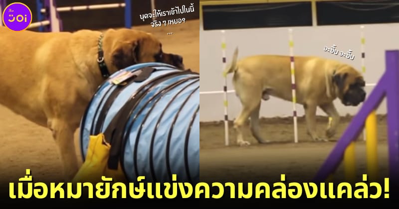 ปก 2 สุนัขพันธุ์อิงลิช มาสทิฟฟ์ แข่ง Dog Agility