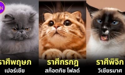 ปก 2 เผยสายพันธุ์แมวประจำ 12 ราศี