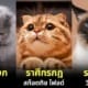 ปก 2 เผยสายพันธุ์แมวประจำ 12 ราศี