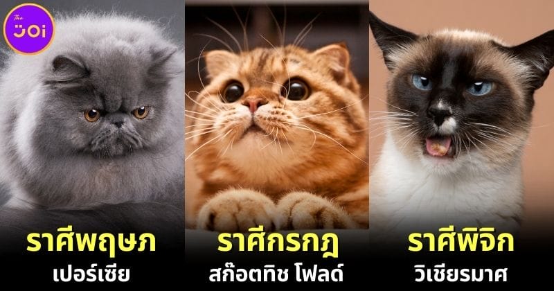 ปก 2 เผยสายพันธุ์แมวประจำ 12 ราศี