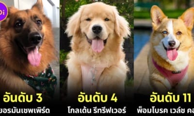ปก 20 อันดับสุนัขที่ฉลาดที่สุดในโลกในปี 2024