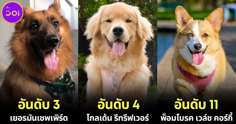 ปก 20 อันดับสุนัขที่ฉลาดที่สุดในโลกในปี 2024