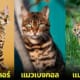 ปก 9 สายพันธุ์แมวหน้าเหมือนเสือ