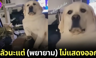 ปก คลิปน้องแมวแกล้งตบน้องหมาลาบราดอร์