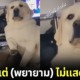 ปก คลิปน้องแมวแกล้งตบน้องหมาลาบราดอร์