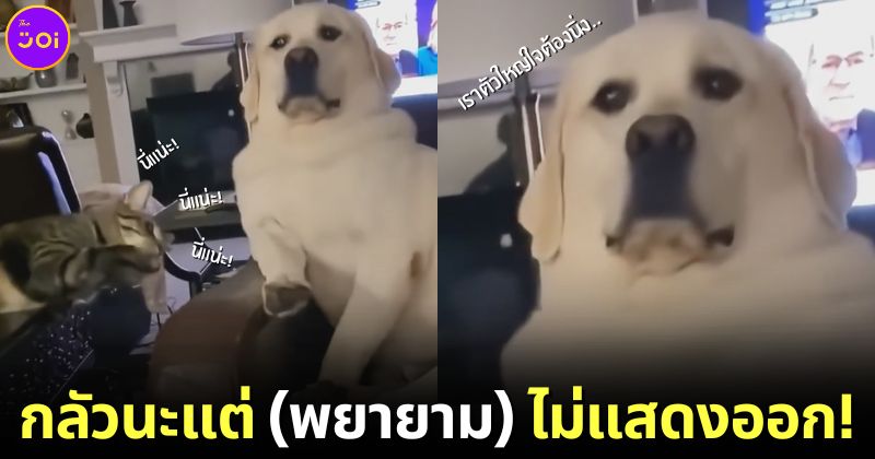 ปก คลิปน้องแมวแกล้งตบน้องหมาลาบราดอร์