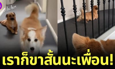 ปก น้องหมาทำท่าล้อเลียนคอร์กี้ขาสั้น