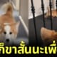 ปก น้องหมาทำท่าล้อเลียนคอร์กี้ขาสั้น