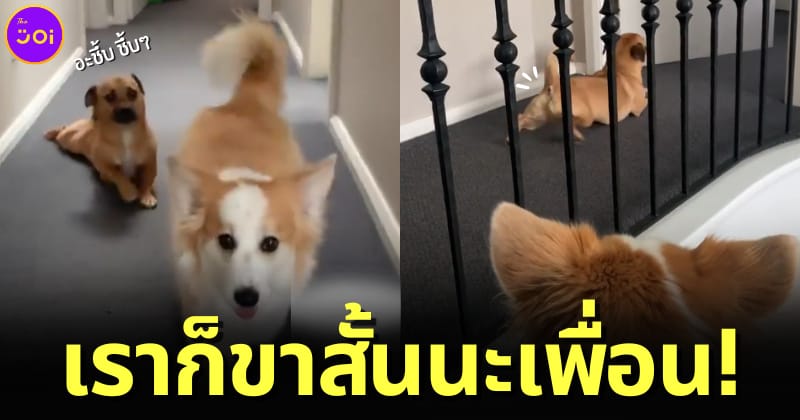 ปก น้องหมาทำท่าล้อเลียนคอร์กี้ขาสั้น