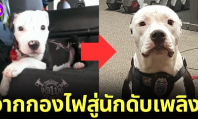 ปก น้องหมารอดตายจากบ้านไฟไหม้กลายเป็นสุนัขดับเพลิง