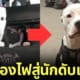 ปก น้องหมารอดตายจากบ้านไฟไหม้กลายเป็นสุนัขดับเพลิง
