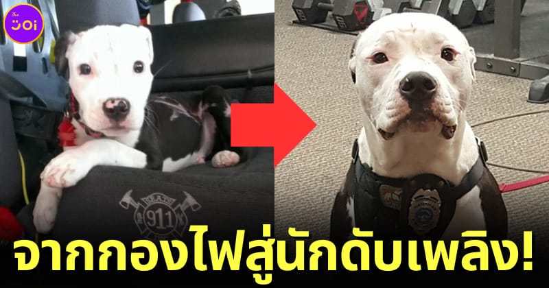 ปก น้องหมารอดตายจากบ้านไฟไหม้กลายเป็นสุนัขดับเพลิง