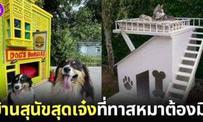 ปก บ้านสุนัขสุดเจ๋งของชาว Reddit