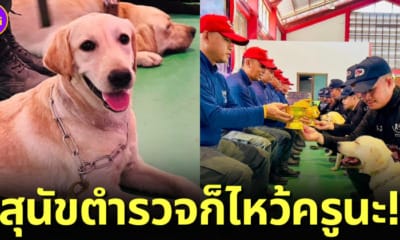 ปก สุนัข k9 มอบพานไหว้ครู