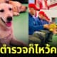 ปก สุนัข k9 มอบพานไหว้ครู