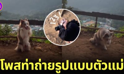 ปก สุนัขบอร์เดอร์ คอลลี่ โพสท่าน่ารักถ่ายรูปบนดอย เชียงใหม่