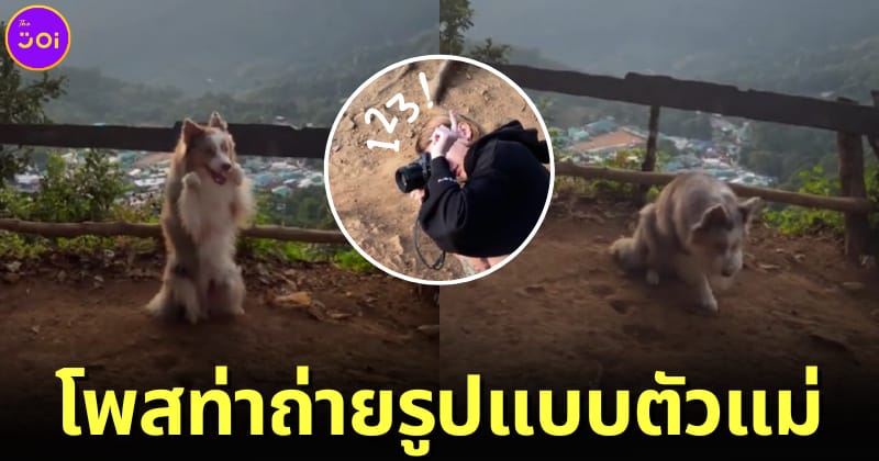 ปก สุนัขบอร์เดอร์ คอลลี่ โพสท่าน่ารักถ่ายรูปบนดอย เชียงใหม่