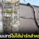 ปก หนุ่มจีนผวานอนไม่หลับ เพราะรูปปั้นไดโนเสาร์เพื่อนบ้านน่ากลัว