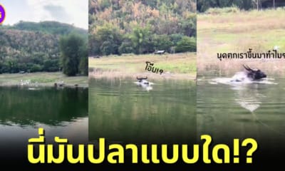 ปก หนุ่มไทยตกปลาแต่ได้ควาย tiktok