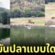 ปก หนุ่มไทยตกปลาแต่ได้ควาย tiktok
