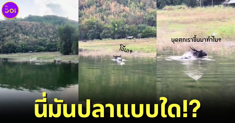 ปก หนุ่มไทยตกปลาแต่ได้ควาย tiktok