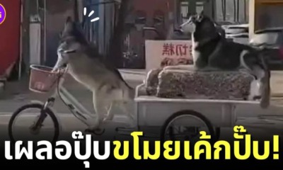 ปก หมาไซบีเรียนขโมยรถสามล้อของพ่อค้าขายเค้ก จีน