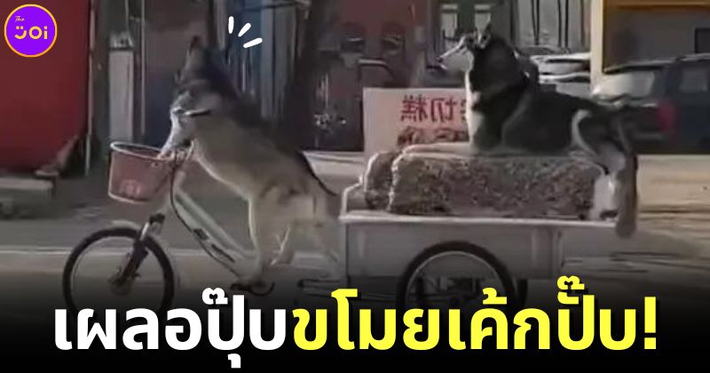 ปก หมาไซบีเรียนขโมยรถสามล้อของพ่อค้าขายเค้ก จีน