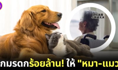 ปก อาม่ายกมรดกให้หมาแมว หลังลูกสามคนไม่มาดูแล