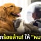 ปก อาม่ายกมรดกให้หมาแมว หลังลูกสามคนไม่มาดูแล