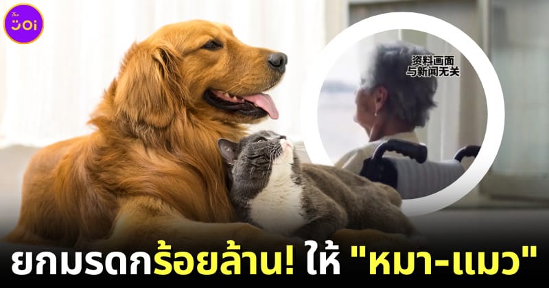 ปก อาม่ายกมรดกให้หมาแมว หลังลูกสามคนไม่มาดูแล