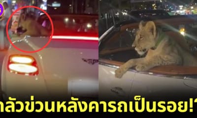 ปก เจ้าของศรีลังกาเฉลย พาลูกสิงโตนั่งรถชมวิว เพราะกลัวข่วนหลังคารถเป็นรอย