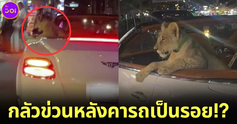 ปก เจ้าของศรีลังกาเฉลย พาลูกสิงโตนั่งรถชมวิว เพราะกลัวข่วนหลังคารถเป็นรอย