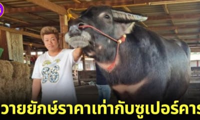 ปก เจ้าตะวันฉาย ควายยักษ์ที่มีราคาแพงเท่ากับซูเปอร์คาร์