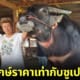 ปก เจ้าตะวันฉาย ควายยักษ์ที่มีราคาแพงเท่ากับซูเปอร์คาร์