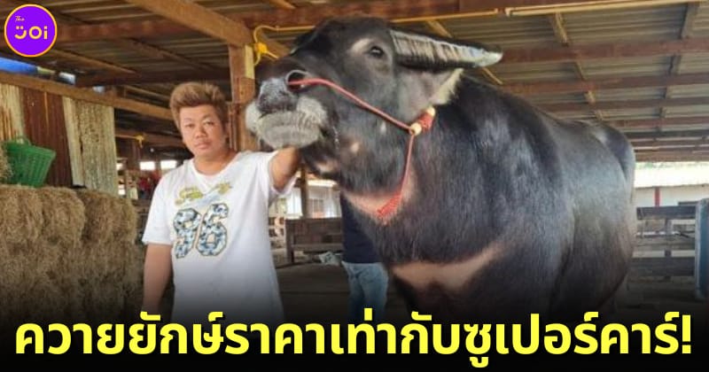 ปก เจ้าตะวันฉาย ควายยักษ์ที่มีราคาแพงเท่ากับซูเปอร์คาร์