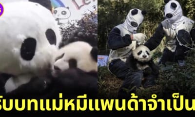 ปก เจ้าหน้าที่จีนสวมชุดมาสคอตเลี้ยงหมีแพนด้า กันน้องติดมนุษย์